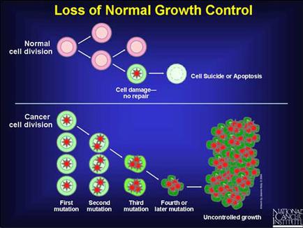 This is a diagram comparing Normal cell division vs. Cancer cell division. In Normal cell division damaged cells are not repaired leading thereafter to apoptosis (a.k.a. cell suicide). In Cancer cell division multiple rounds of mutation occur leading thereafter to uncontrolled growth.