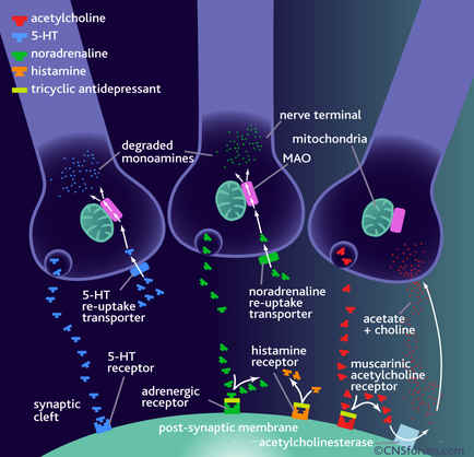 A diagram that shows the structure of a post-synaptic membrane. It consists of three spheres each representing a different type of membrane. The first sphere on the left is labeled "acetylcholine" and is labeled as "5-HT". The second sphere is labelled as "noradrenaline histamine tricyclic antidepressant". The third sphere is titled "degraded monoamines" and has a label that reads "Nerve terminal mitochondria". In the center of the image there is a neuron terminal with a mitochondria attached to it. The neuron terminal is responsible for the transfer of neurotransmitters from the neurotransmitter to the mitochondria. The mitochondria is also responsible for releasing neurotransmitter receptors into the receptor. The neurotransmitter receptor is a neurotransmitter that helps to regulate the neurotransmitmitration of neurotransmitter molecules in the body. The image also shows the post-synthetic membrane which is a membrane that helps regulate neurotransmitter activity in the nervous system.