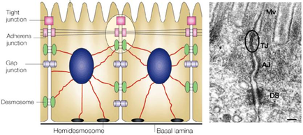 A cross-section of a cell membrane which is a type of membrane that is responsible for the formation of a membrane. The image is divided into two parts. On the left side of the image there is a diagram that shows the structure of the membrane with the top part showing the tight junction and the bottom part showing a gap junction. The gap junction is made up of two blue spheres one on each side connected by red and green lines. The red lines represent the membrane's structure while the green lines represent its structure. In the center of the diagram there are two red lines that represent the gap junction which acts as a pathway between the two spheres. The blue lines represent a pathway that leads to the membrane and the red line represents the pathway. The pathways are connected by green and red lines which represent the pathways that lead to the cells. The diagram also shows a black and white image of the same membrane but with a larger image on the right side which appears to be a microscopic view of the surface of the cell membrane.