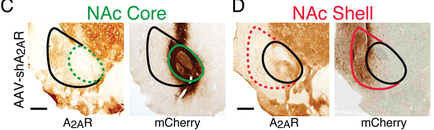 A collage of three photographs showing the different types of NAC Core and NAC Shell. The first photograph on the left shows a close-up of a piece of paper with a green circle in the center. The circle is labeled "afar" and is surrounded by a thin black line. The paper appears to be slightly wrinkled and has a brownish-brown color. The background of the photographs is white and there is a red line on the right side of the image. In the middle photograph there are two circles one labeled "cherry" and the other labeled "NAC Shell". The circles are overlapping each other and the red line is pointing towards the center of the circle. The green circle is slightly larger than the black circle and is slightly smaller than the two circles. The red line appears to have a small amount of dirt or grime on it indicating that the paper has been exposed to the elements for some time.