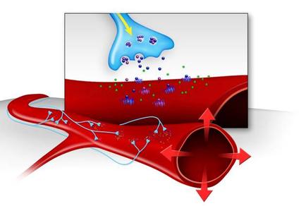 A 3D illustration of a blood vessel with a red blood vessel in the center. The vessel is surrounded by a white background. On the left side of the vessel there is a blue wave-like structure with a yellow arrow pointing towards it. The wave appears to be moving towards the vessel. On the right side there are several small blue and green particles scattered around the vessel and a red arrow pointing downwards towards it indicating that the vessel is in motion. The red arrow is pointing towards the red arrow suggesting that it is moving towards a larger red object. The background is white and the overall color scheme of the image is red and blue.