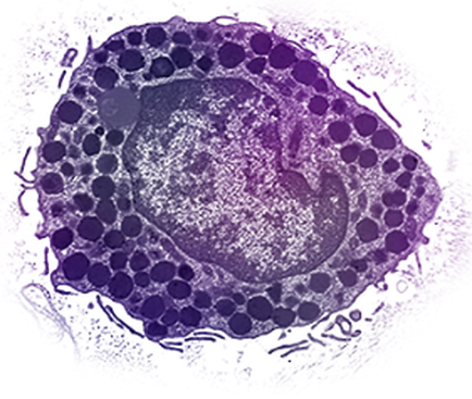 A microscopic view of a cell which appears to be a type of organelle. The cell is circular in shape and has multiple layers of cells each with a different size and shape. The cells are arranged in a circular pattern with the largest cell in the center and the smaller ones on either side. The outermost layer is a darker shade of purple while the innermost layer has a lighter shade of blue. The cells are densely packed together with some cells appearing to be more densely packed than others. There are also several smaller cells scattered throughout the cell creating a network-like structure. The background of the image is black which contrasts with the vibrant purple color of the cells. The image appears to have been taken under a microscope as there are no other objects or structures visible in the image.