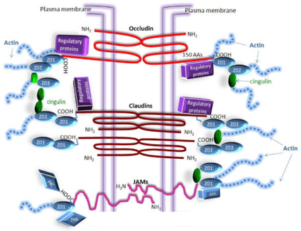 A diagram that shows the structure of a plasma membrane. It consists of two plasma membranes one in the center and one on the right side connected by a red line. The plasma membrane is responsible for regulating the activity of the plasma membrane which is represented by the red line in the middle of the image. On the left side of the diagram there are two receptors one labeled "Actin" and the other labeled "insulin". The receptors are responsible for the activation of the actin which helps to regulate the activity in the plasma. The actin receptors are also responsible for controlling the activity which can be seen in the image as a red arrow pointing to the receptors. The red arrow is labeled "occluding" which is a type of protein that binds to the nucleus of the cell membrane. The image also shows the interaction between the receptors and the receptors which are represented by blue and green spheres. These receptors are the receptors that bind to the cells which help to regulate their activity. The blue spheres represent the receptors in the cell while the green spheres represent receptors in a cell membrane where they interact with each other. The image also includes a red and blue waveform which represents the flow of energy between the two receptors.