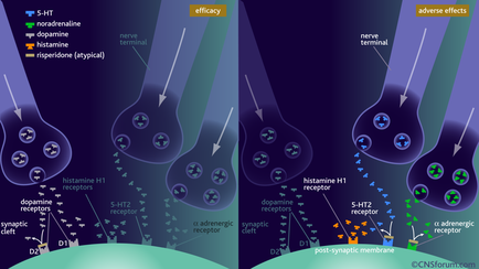A diagram that shows the effects of post-synaptic membrane on the nervous system. It is divided into two sections one on the left side and one in the right side. The left side of the image shows a diagram of a neuron with the text "5-HT" and "dopamine receptor" written on it. The neuron is shown as a blue circle with a green arrow pointing towards it indicating the direction of the neurotransmitters. The text on the image reads "Nerve terminal" and the text below it reads "adverse effects". In the center of the diagram there are three neurons each with a different color - blue green and orange. The blue neurons represent the neurotransmitter receptors the green neurons represent dopamine receptors and the orange neurons represent adrenergic receptors. The arrows indicate the direction and direction of each receptor. The diagram also shows the post-synthetic membrane which is a type of membrane that helps to regulate the flow of neurotransmitter signals in the nervous systems. The image is labeled with the names of the receptors and their properties.
