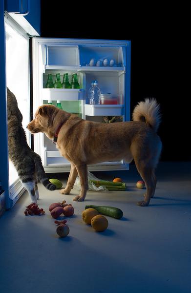 A dog and a cat standing in front of an open refrigerator. The refrigerator is blue and the door is open revealing the contents inside. The dog is brown and is standing on the right side of the image while the cat is on the left side. The cat is looking at the dog with a curious expression. There are various fruits and vegetables scattered on the floor around the refrigerator including apples oranges and grapes. The background is dark making the colors of the refrigerator and the animals stand out.