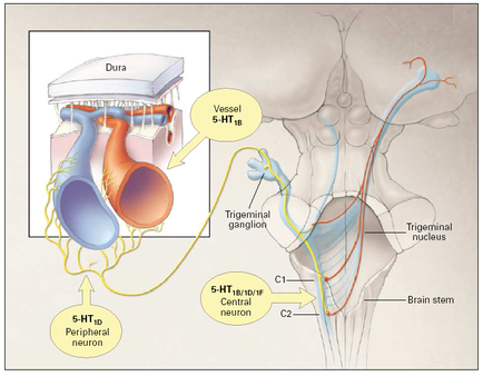 A cross-section of a human body specifically the pelvis and the brain stem. On the left side of the image there is a diagram of the aura which is a type of nerve that is responsible for regulating the flow of blood from the brain to the spinal cord. On the right side there are two nerves one labeled "Vessel 5-HT1B" and the other labeled "Trigeminal ganglion". The aura is located in the center of the body and is connected to the brain by a series of wires. The wires are labeled with the names of the nerves including "C1" "C2" and "Brain stem". The diagram also shows the trigeminal nerve which helps to regulate the blood flow in the brain. The nerve is located at the top of the head and neck and the nerve is attached to the neck and neck muscles. There is also a label on the image that explains the different types of nerves and how they interact with each other. The diagram also includes a label that explains how the nerve can be used to control the flow and regulate the flow rate of blood.