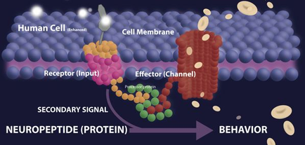 A diagram that shows the structure of a human cell and its effects on the behavior of a neuron. The diagram is divided into two sections. The top section shows the human cell which is represented by a blue sphere on the left side of the image. The human cell is enhanced by a receptor (Input) and a cell membrane on the right side. The receptor is represented as a pink and yellow sphere representing the receptor input. The cell membrane is shown as an effector (Channel) and the effector channel is shown in the center of the diagram. The effector is shown on the top right corner of the cell membrane which represents the effect of the receptor on the neuron. There are also several smaller spheres in the image representing different types of neurons. The receptors are represented by different colors - pink yellow green and orange. The neurons are arranged in a circular pattern with the red and orange spheres representing the receptors and the green and yellow spheres representing neurons. There is also a secondary signal (Neuropeptide (Protein) in the bottom left corner which means that the neuron is responsible for the production of neurotransmitters in the brain. The image also shows the behavior in the neuron which helps to regulate the neurotransmitter's behavior.