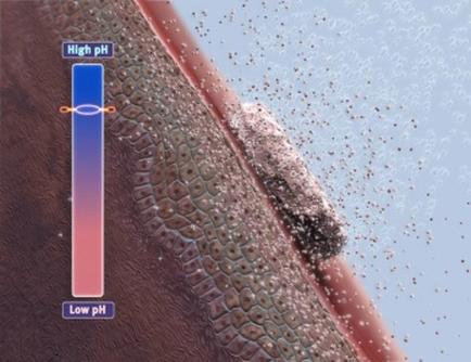 A cross-section of a human skin showing the structure of the skin. The skin appears to be a reddish-brown color and has a rough texture. On the right side of the image there is a small amount of small white particles scattered across the surface. The particles are arranged in a radial pattern with some overlapping each other. On the left side there are two vertical bars one labeled "High pH" and the other labeled "Low pH". The high pH bar is on the top left corner while the low pH bar has a blue bar on the bottom right corner. The blue bar is slightly larger than the red bar indicating that the high pH is higher than the white bar. The white bar is smaller than the blue bar and is located in the center of the red line. The background is a light blue color and there are a few small white dots scattered throughout the image.