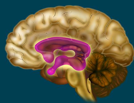 A 3D illustration of the human brain. The brain is shown in a light brown color with a darker brown color on the top and bottom. The top part of the brain is highlighted in a darker shade of brown while the bottom part is a lighter shade of yellow. In the center of the image there is a large pink area in the middle which appears to be the brainstorm. The area is surrounded by a yellowish-orange area which could be the cerebellum or brainstorm which is responsible for the growth and development of the cerebrospinal cord. The purple area is likely the location of the spinal cord which helps to regulate the flow of blood and nutrients in the brain.