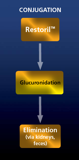 A flowchart that shows Conjugation process for Restoril. After one ingests Restoril (step 1) glucuronidation occurs (step 2) followed by elimination via kidneys and/or feces (step 3). The background is various shades of blue with graphic elements in various shades or orange with text in white and black.