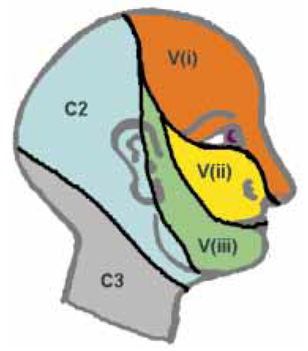 A cross-section of a human head showing the different parts of the head and neck. The head is divided into three sections - C2 C3 and C4. The C2 section is on the left side of the image with the C3 section on the right side. The C4 section is in the center with a yellow circle in the middle. The yellow circle is labeled "veii" and is surrounded by a green circle. The veii section is located on the top right corner of the neck with an orange circle and a purple circle. There are also two smaller circles labeled "C2" and "C3" on the bottom left corner. These circles are labeled with the letters "V" and are likely representing the letters of the alphabet. The letters are arranged in a way that they are overlapping each other creating a sense of depth and dimensionality. The background is white making the colors of the circles stand out.