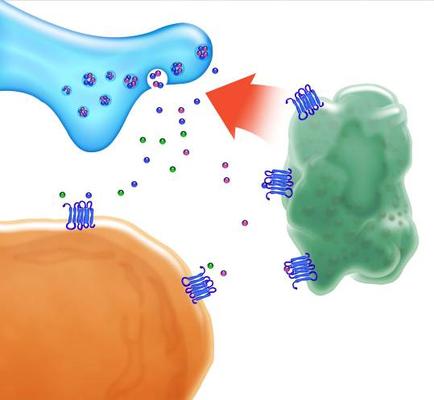 A 3D illustration of a protein molecule. On the left side of the image there is a blue protein molecule with small purple and green cells scattered around it. The protein molecule is in the shape of a long slender body with a pointed end. On top of the protein molecule there are several small blue and purple cells that appear to be interacting with each other. The background is white and there is an orange protein molecule on the bottom left corner. A red arrow is pointing towards the protein molecules indicating that they are interacting with them.