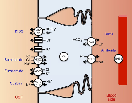 A diagram that shows the structure of a blood vessel with a blood side. The vessel is divided into two parts - the left side is labeled "did" and the right side is titled "Amiloride". The diagram shows the flow of blood from the vessel to the blood side with the did on the left and the Amilorides on the right. The did are responsible for the production of Bumetanide which is a compound that binds to the body's immune system. There are also several other compounds in the vessel such as Furosemide ouabain and CSF which are responsible to regulate the flow rate of the blood. These compounds are also responsible for regulating the flow and regulating the blood flow. The image also shows a red bar graph that shows that the blood is flowing through the vessel. The red bar represents the blood supply while the white bar represents blood supply.