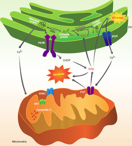 A diagram that shows the structure of a protein molecule. It is a cross-section of the protein molecule which is represented by a green leaf-like structure. The protein molecule is shown in the top left corner of the image. The leaf is divided into two parts with the top part being green and the bottom part being orange. The green part is labeled "PERK" and the orange part is labelled "CHOP". There are two proteins in the image one labeled "ROS" and another labeled "ER stress". The protein in the green part appears to be a protein that binds to the protein in red and blue. The red part is a protein with a protein protein while the blue part is an ATP protein. In the center of the diagram there is a red star with the word "APO" written on it indicating that the protein is responsible for the production of ATP. The orange part represents the ATP protein and the red part represents ATP which helps to regulate the ATP levels in the cell membrane. The diagram also shows the ATP and ATP levels which are responsible for regulating the ATP-dependent ATP levels.