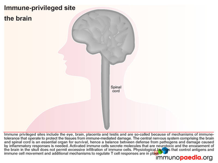 A diagram of the immune-privileged site of the brain. It shows the structure of the human brain including the eye brain and spinal cord. The brain is shown in a side view with the left side of the image showing the brain and the right side showing the spinal cord which is a long thin cylindrical object with a pointed end. The spinal cord is located in the center of the head and is responsible for regulating the immune system. The image also includes text that explains that the site includes the eye and brain placenta and testis which are so-called because of mechanisms of immune-tolerance that operate to protect the tissues from immune-mediated damage. The central nervous system compressing the brain is essential for survival hence a balance between defense and damage caused by the brain in the skull. The image also mentions that the system does not permit excessive inflammation of immune cells.