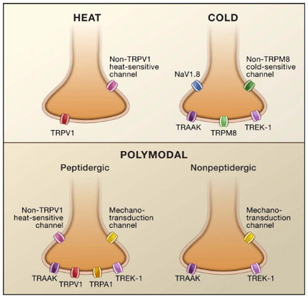 A diagram that shows the different types of heat and cold channels in the human body. The diagram is divided into two sections with the top section showing the heat channel on the left and the bottom section on the right. The heat channel is labeled "TRPV1" and is labeled as "Non-TRPVP1 heat-sensitive channel". The temperature channel is represented by a red dot on the top left corner of the diagram. In the top right section there is a label that reads "COLD" and lists the different channels in each channel. The channels are labeled "navy.8" "track" "TRPM8" and "TREK-1". Below the labels there are two smaller channels labeled "polygonal" and "Nonpeptidergic". These channels are represented by different colors - red blue green yellow and purple. The red channel represents the heat the blue channel represents heat and the green channel represents cold. The yellow channel represents temperature while the purple and green channels represent temperature. The diagram also shows that the heat and temperature channels are connected to each other by a mechanism-transduction channel which is a type of transduction channel used to transfer heat from one channel to another.