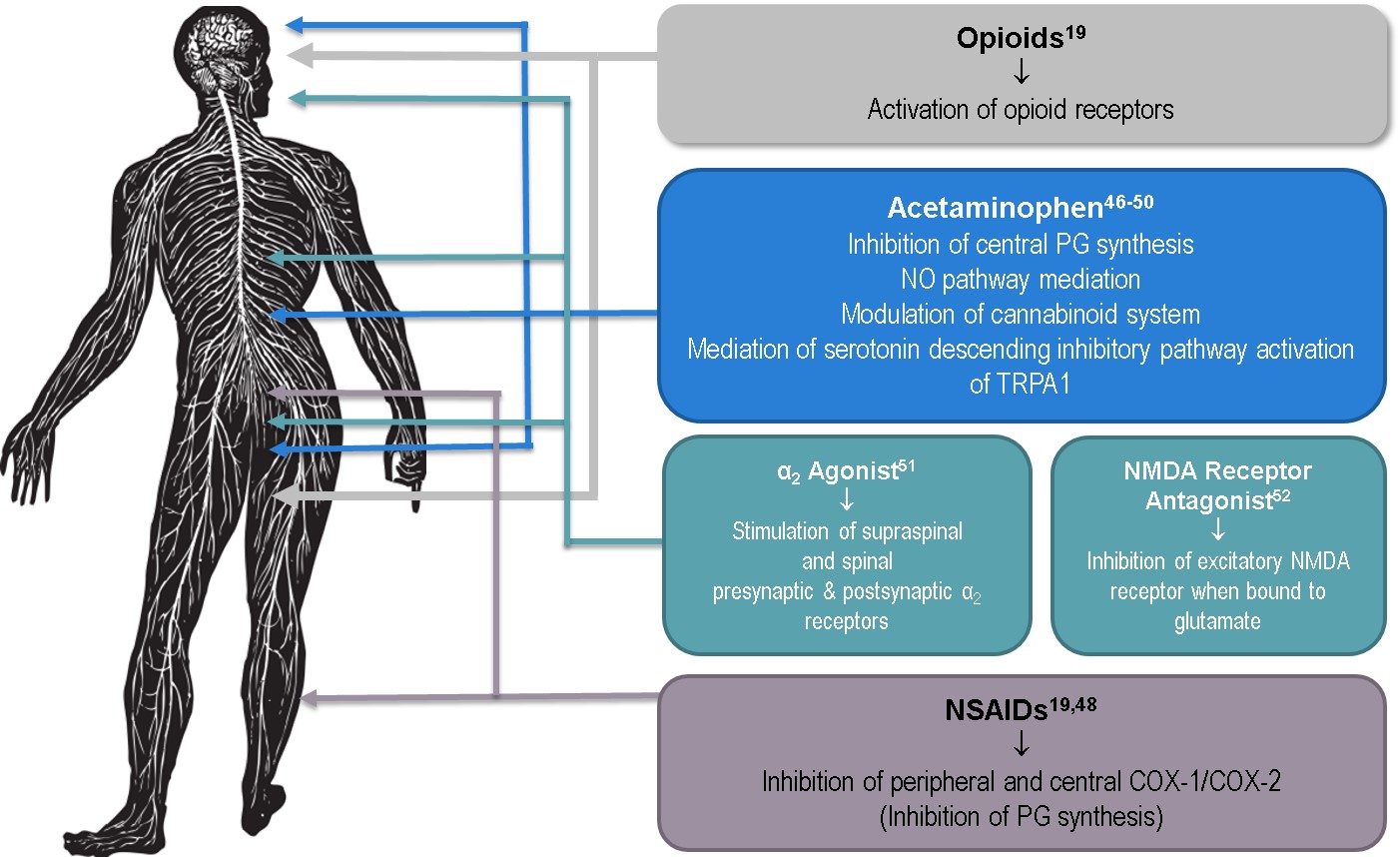 A data visualization comparing the effects of Opioids Acetaminophen a2 Agonist NMDA Receptor Antagonist and NSAIDs on the human nervous system. There is a text box for each category with explanatory text. There are also arrows pointing to the left from each text box indicating the effected areas of the human body (that is a standing silhouette of an adult human body with the nervous system in light gray against a black background). The background is white with graphic elements in gray blue green black and white with text in black and white.