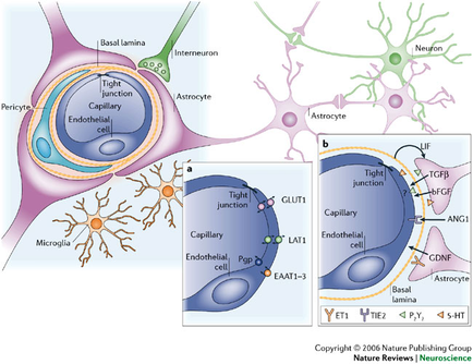 A diagram that shows the structure of a cell membrane. It shows the different types of neurons and their functions. The top left corner of the image shows a pericline which is a type of nerve cell that is responsible for regulating the flow of neurotransmitters in the brain. The top right corner shows a neuron which represents the neurotransmitter in the nervous system. The neuron is represented by a green and purple color scheme representing the astrogate. The outermost part of the neuron is labeled with the names of the neurons while the innermost part is colored in shades of pink purple and green. In the center of the diagram there is a cell with a tight junction labeled as "Capillary endothelia Cell". This cell is the nucleus of the cell and it is surrounded by a membrane that helps to regulate the cell's function. The membrane is also labeled as a capillary endothelia cell which helps to keep the cell in place while the cell is in the center. The image also shows a cross-section of the outermost cell showing the cell membrane and its functions.