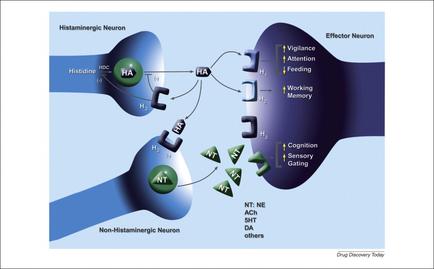 A diagram that shows the structure of a histaminic neuron and its effects on the brain. The diagram is divided into two sections one on the left side and one in the right side. The left side of the diagram shows the histamineine neuron which is a type of neurotransmitter that helps to regulate the neurotransmitters in the brain and regulate the activity of the neurotransmitter. The neurotransmitter is represented by a green circle with the letters "HA" and "N" inside it. The green circle represents the signaling pathway of the neuron while the blue circle represents signaling pathways of the receptor. There are also several other neurotransmitter pathways such as "Vigilance" "Attention" "Feeding" "Working Memory" "Cognition" "Sensory Gating" and "Other". These pathways are connected by arrows indicating the direction of the signaling pathways. The arrows are labeled with the names of the receptors and the diagram also includes a label that explains the different types of receptors and how they interact with each other. The background of the image is blue and there is a label at the bottom that reads "Drug Discovery Today".