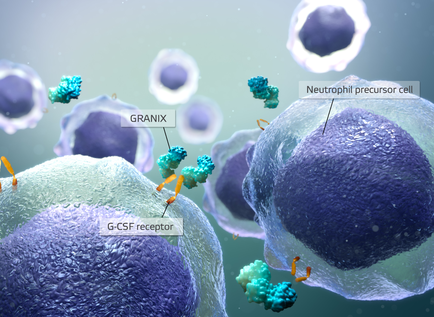 A group of neurons specifically granix and neutrophil precursor cells. The neurons are shown in a 3D illustration with the granix cell on the left side of the image and the neutrophils on the right side. The granix cells are purple in color and appear to be spherical in shape. There are also several small blue and orange neurons scattered around the neurons. These neurons are likely neurons that are responsible for the production of neurotransmitters in the neurons which are responsible to regulate the neurotransmitter activity in the cell. The neurotransmitter is responsible for releasing neurotransmitter molecules into the cell which can be seen in the top right corner of the illustration. The image also shows a G-CSF receptor which is a type of receptor that is used to transmit neurotransmitter signals to the receptors.