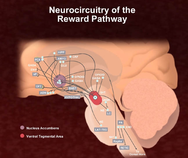 A medical illustration of the brain titled "Neurocircuitry of the Reward Pathway". The nucleus accumbens and ventral tegmental area are highlighted.