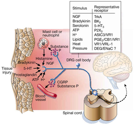 A diagram that shows the structure of a brain and its functions. On the left side of the image there is a tissue injury in the brain which is caused by a mast cell or neutrophil. The mast cell is responsible for the release of hormones and neurotransmitters in the body. On the right side there are two parts of the brain - the brainstorm and the spinal cord. The brainstorm is shown in the top right corner representing the representative receptor. The representative receptor is represented by a blue circle with the letters "NGF" and "Bradykinin" written on it. The blood vessel is shown as a red blood vessel which helps to regulate the flow of blood from the brain to the spinal column. There is also a diagram in the bottom right corner that shows how the blood vessel can be used to regulate blood pressure and regulate the blood flow. The diagram also shows the presence of the neurotransmitter which can be seen in the lower part of the body as well as the presence in the blood vessels.