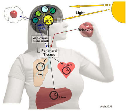 A diagram of a person's head and neck with the brain in the center. The brain is divided into different sections each representing a different aspect of the human body. On the left side of the image there is a red apple with a thought bubble above it representing the brain. Inside the brain there are several icons representing different parts of the body including the heart lungs and liver. The icons are labeled with the names of the different parts such as "light" "behavior" "peripheral tissues" and "lung". The image also has a yellow sun in the top right corner which is the source of light. The person is holding an apple in their right hand and their left hand is touching the heart with their index finger. The image is meant to represent the concept of light and behavior in the body.