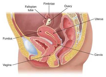 A cross-section of a female reproductive system specifically the fallopian tube fimbriate ovary uterus and cervix. The image is labeled with the names of the organs and their functions. The image shows the internal structure of the female reproductive organs including the uterus cervix and vagina. The uterus is located on the left side of the image with the cervix on the right side. The cervix is located in the center of the uterus. The ovary is located at the top of the ovary and is responsible for the production of hormones and hormones in the vagina which are responsible for producing hormones that regulate the flow of hormones. The fallopian tubes are located near the ovaries which help to regulate the hormone levels in the uterus and other reproductive organs. There is also a fundus which is a small circular organ that helps to store and transport hormones. This organ helps to reduce the amount of hormones that make up the uterus's reproductive system.